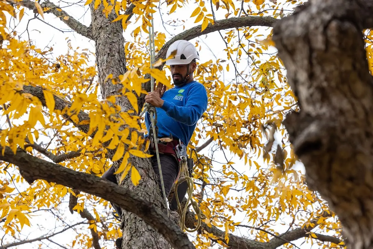 Skilled Storm Damage Cleanup crew working in Paw Paw